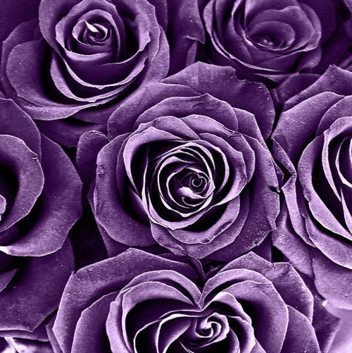 Purple Roses