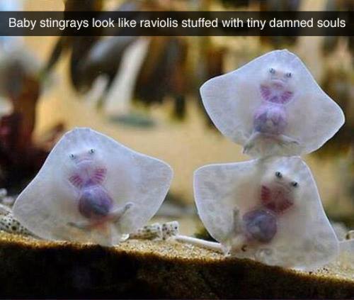 wildtendermythologia:
“tree-of-blue-squirrel:
“ horror-reform:
“ sixpenceee:
“ Original photograph by Jonathan Selwood-Hogg
”
Ravioli Ravioli give me your soul-ioli
”
@wildtendermythologia
”
awww
”