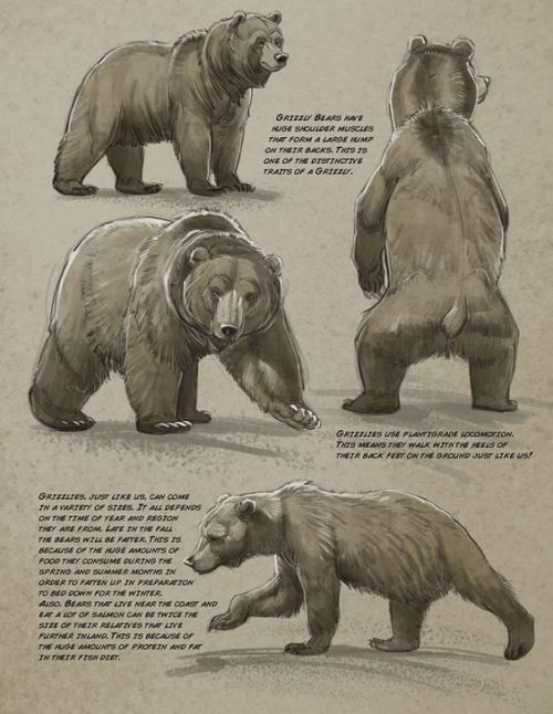 anatoref:  Bear by Aaron Blaise 