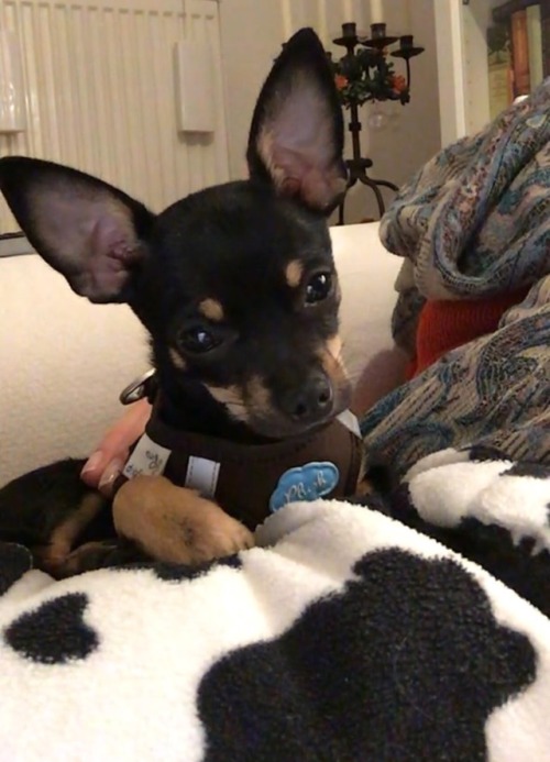 My Dog Literally When Watching Bts Being Bts On My IPad 