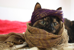 blimington-bear:khajiit has wares if you have coin