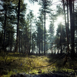 istillshootfilm:  Film Photo By: Wouter de BruijnSun Through The TreetopsHasselblad 500c/m, Fujifilm Superia 400