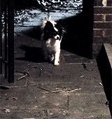 hoechloin:  teen wolf + cute puppies 