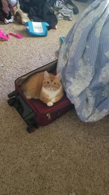 cutecatpics:When getting ready to travel, be sure to be pack the essentials! Source: faithmauk on ca