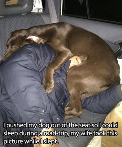 d-e-r-r-i-c-k-a:  woodelf68:  pr1nceshawn:    Pictures Any Dog Owners Will Understand.  Precious cinnamon buns, too good for this world, too pure.   I want another dog so bad.