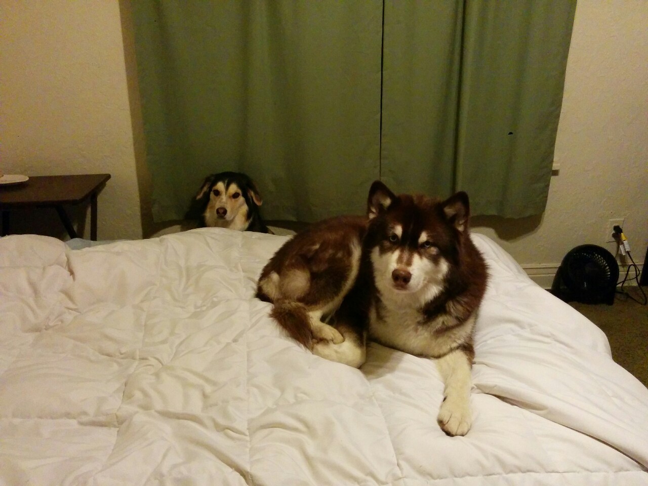hotdiggitydog-blog:  Found the dogs getting ready for bed. Maeby never gets on the