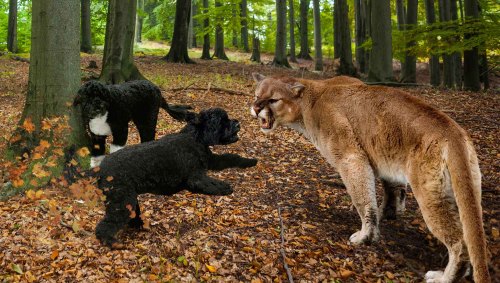 theonion:  Sunny Saves Bo From Mountain Lion During Cross-Country Journey To Reunite With ObamasGARDINER, MT—Fending off the large wildcat moments before it could harm her best friend, presidential pet Sunny reportedly saved fellow first dog Bo from