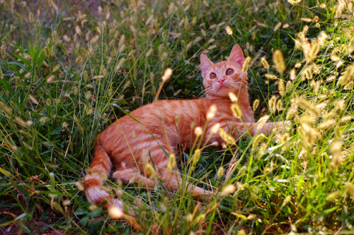 cinnamonappledoughnuts:[ID: Two pictures of an orange cat lying in grass.]