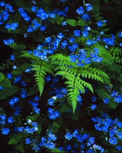 flowersgardenlove:  Blue veronica with f