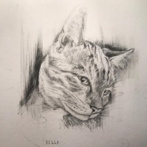 Belle #ridraw #rebekahirving #draw #drawing #sketch #sketching #portrait #animalportrait #petportrai