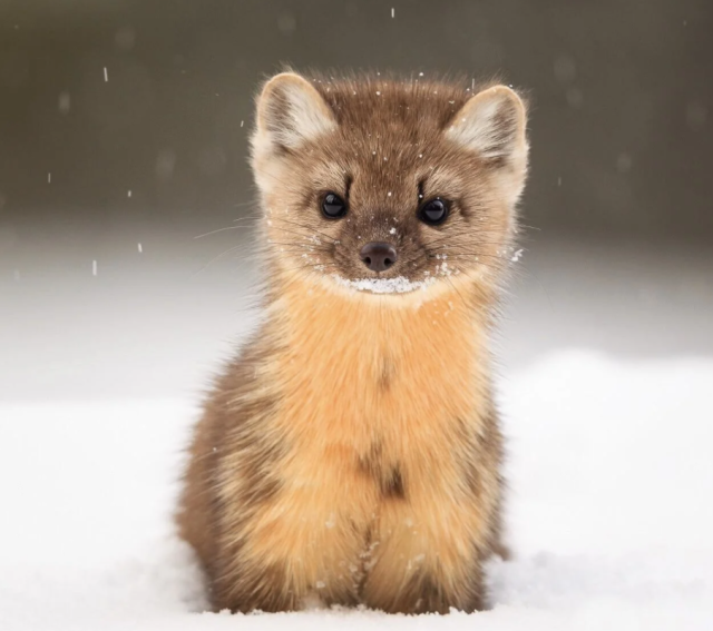 unashamedly-enthusiastic:salt-gremlin:biggest-gaudiest-patronuses:biggest-gaudiest-patronuses:biggest-gaudiest-patronuses:“if you liked this title you may enjoy” but with animal speciesIf You Liked [PINE MARTENS]You May Also Enjoy:If You Liked [THE