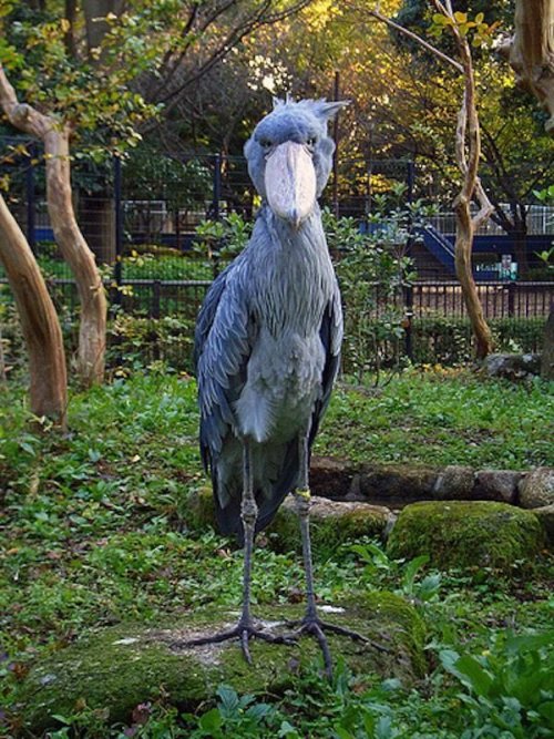 unexplained-events:The Shoebill Stork (AKA Balaeniceps-Rex)Unlike it’s name suggests, the Shoebill S