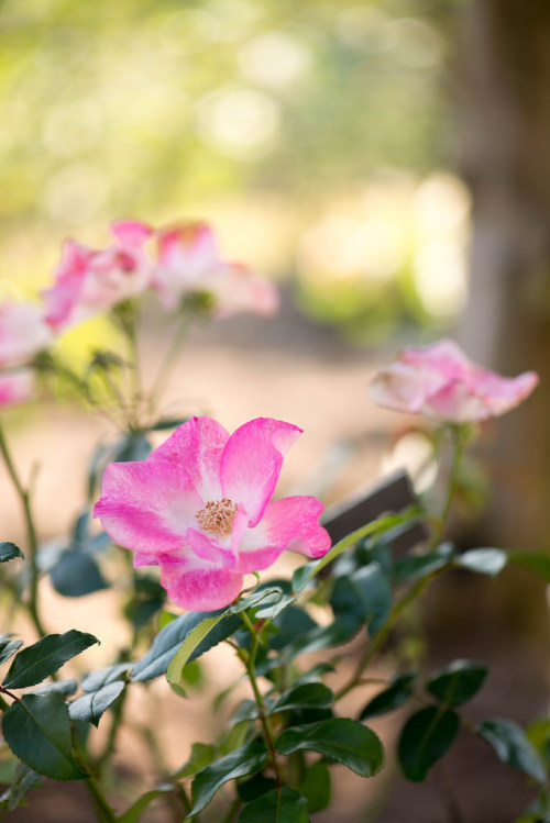 m3411: 薔薇 2014/10/19撮影 D600,105mm,F4.0,ISO100,1/200sec #flickstackr Flickr: flic.kr/p/ptne7G