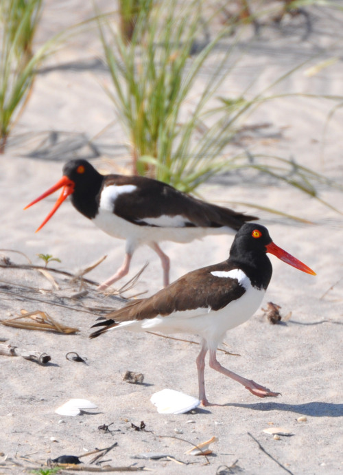 littlebigyear:American Oystercatchers (Haematopus palliatus)Cupsogue Beach County Park, Westhampton 