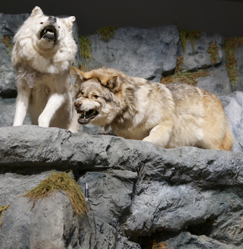 European Ice Age Fauna Reconstructions from the National Museum, Cardiff, 28.10.16. Pictured are Woo