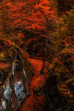 omgtheflyingdutchman:  autumn v by isabell