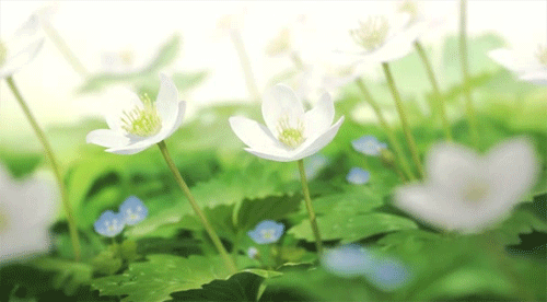 bluesketchy:  Wolf Children