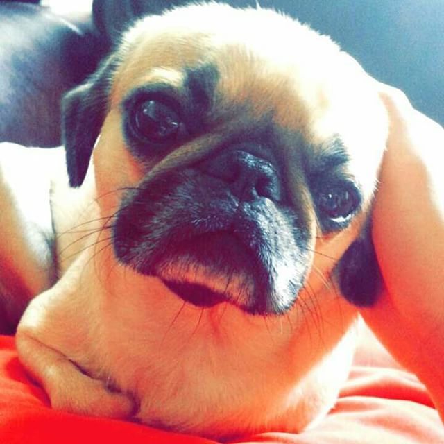 ilovepugs4ever:  Follow Dog Quotes. 