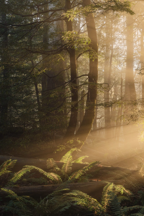 amazinglybeautifulphotography: Australia’s old growth forest, Yarra Ranges [OC] [1200x1800] - Author