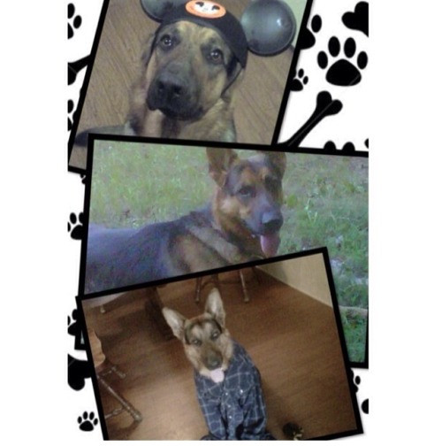 capturingsymphonies:  This is 11-wk old Titan. Titan was given to my father for Father’s Day. He’s such a cutie. In the collage is some pictures of my dog we lost a few years ago, Tank. Tank was my dad’s best friend. It was extremely hard when tank