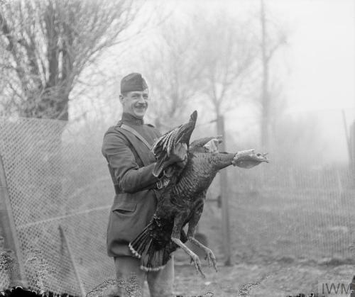 thisdayinwwi: Feb 1 1918 Thomas Keith Aitken takes these pictures of livestock raised by t