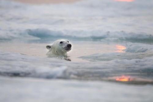 nevver:   Wildlife Photographer of the Year