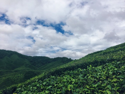 packing-bags:Bharat Tea Plantation - Cameron Highlands, Malaysia (2017)