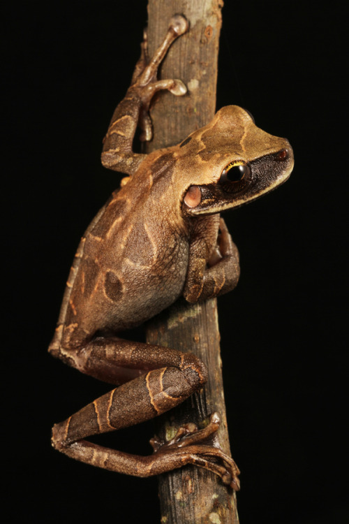 animals-animals-animals: Treefrog (Osteocephalus fuscifacies) (by JP Lawrence)