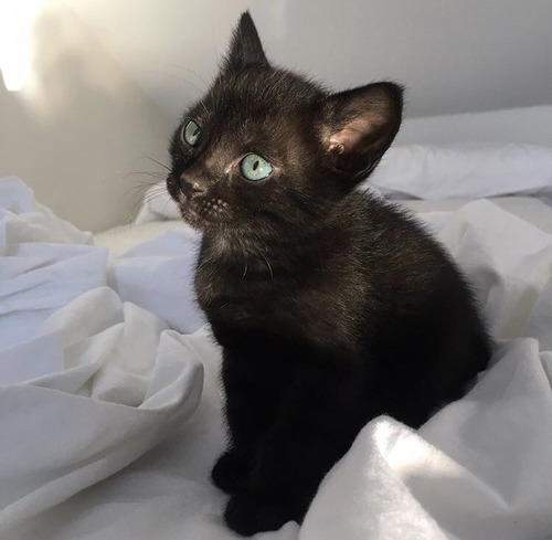 Black Cat Appreciation Post
