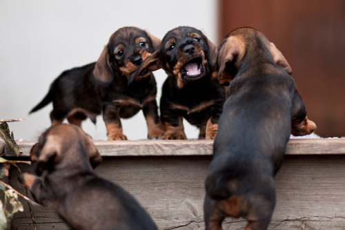 hounddogsrunning:  No ears are safe! 