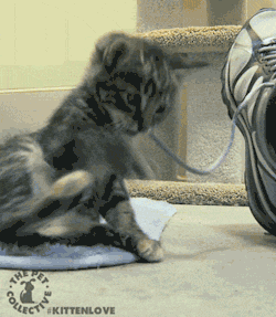 thepetcollective:  Kitten takes a spill. 