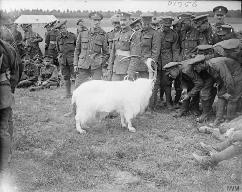 ghoulishmints:The white goat mascot of the 2nd Battalion, Royal Welsh Fusiliers, and soldier-spectat