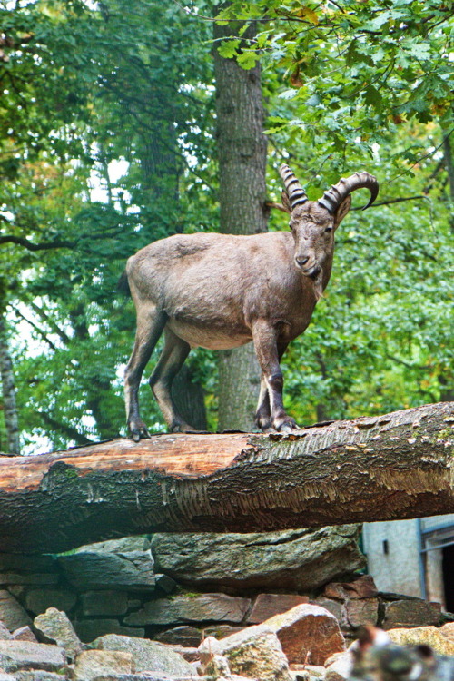 marcel-and-his-world:Balancing act. Balanceakt.Ibex in Zoo Chemnitz, September 2017.