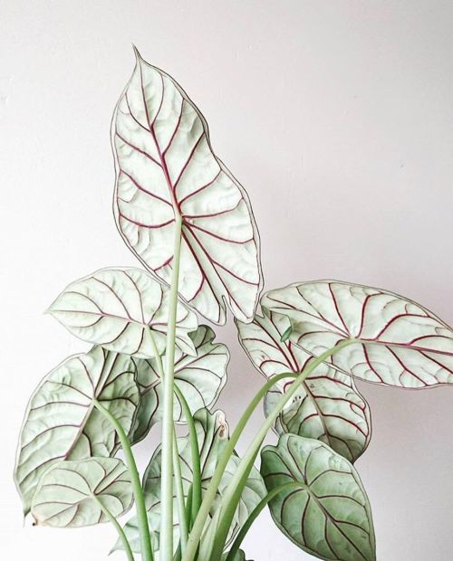 reverberationssilencieuses:  Alocasia baginda ‘Dragon scale’  via James Wong, Botanygeek