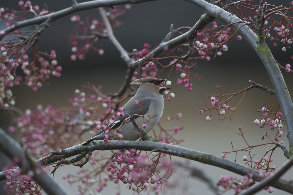 awkwardsituationist:  every december, waxwings descend on great britain from their
