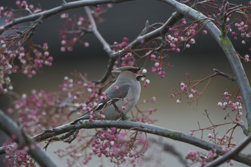 awkwardsituationist:  every december, waxwings descend on great britain from their naive scandanavian breading grounds. birdwatchers across the uk travel hundreds of miles to catch a glimpse of the rare birds, who turn up in significant numbers every