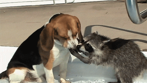 waitingfortheworldtoburn:  Kiss me damn it
