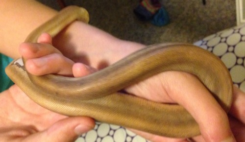 MY FRESHLY SHED NOODLE. His shed came out perfectly! I’m so happy, I was so worried. I know I&