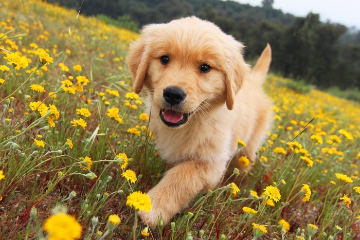 thecutestofthecute:  So National Puppy Day was yesterday! (March 23rd) This is for