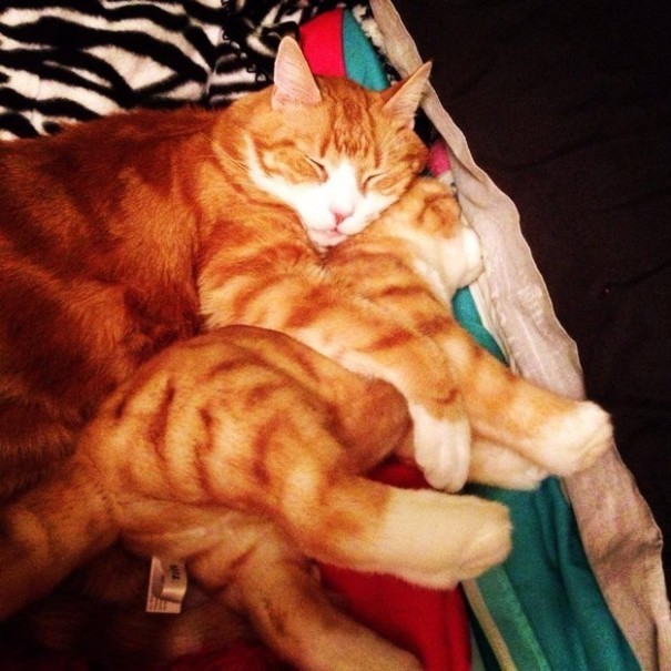 catsbeaversandducks:This Company Makes Exact Plush Toy Copies Of Your PetsThe Cuddle