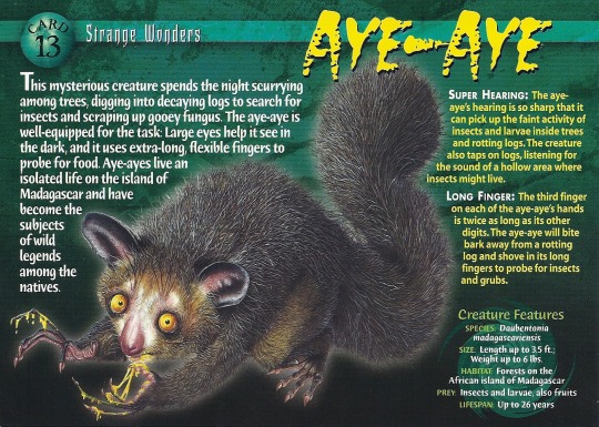 Did anyone else have these cards as a kid? They were called Weird and Wild Creatures. They had facts about animals and creatures in various categories with these crazy illustrations on them. I used to love them as a kid. My favourites were the cards about