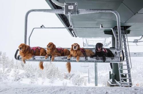 notyourfuckingalatea:awwww-cute:Ski patrol doggos reporting for duty (Source: ift.tt/2o6segB)