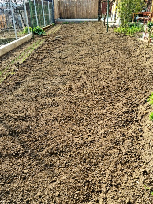  I have yet to sow my tomatoes outside in the greenhouse, but I did till and rake the garden in prep