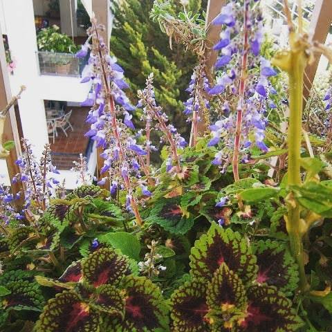 Plectrantus scutellarioides in beautiful blooms!!!!! #plectranthusscutellarioides #plectranthus #blo