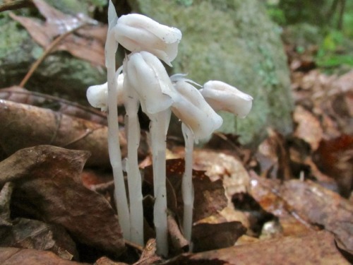 Ghost pipes, Monotropa uniflora. Also known as Indian pipes. They have no chlorophyll because they’r