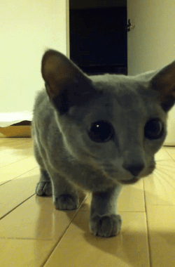 gifsboom:  Ninja cat. video
