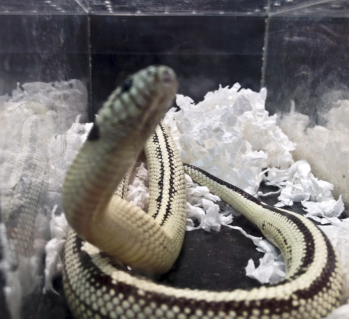 Just some of the beautiful babies I got to see at the expo today!