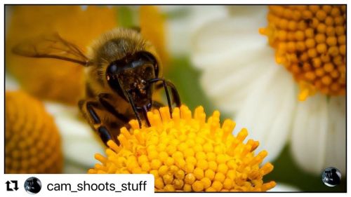 #Repost @cam_shoots_stuff with @make_repost ・・・ The Rippon Bee A honey bee (Apis mellifera) sips nec