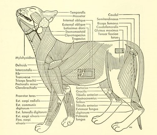 nemfrog - Superficial muscles of the domestic cat. College...