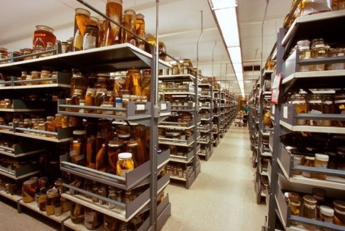 mymodernmet:Rare Behind-the-Scenes Look at the Vast Collection of the Smithsonian’s National Museum 